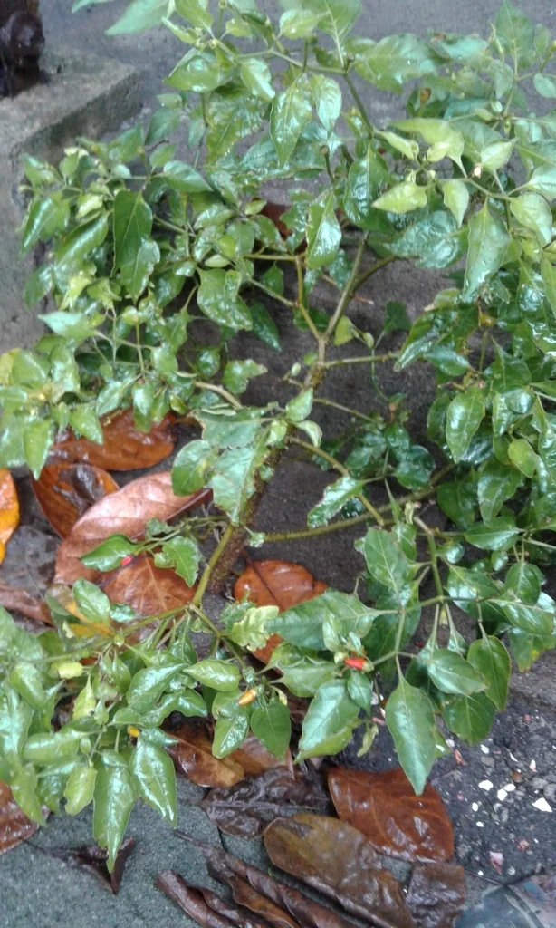 Capsicum Frutescens