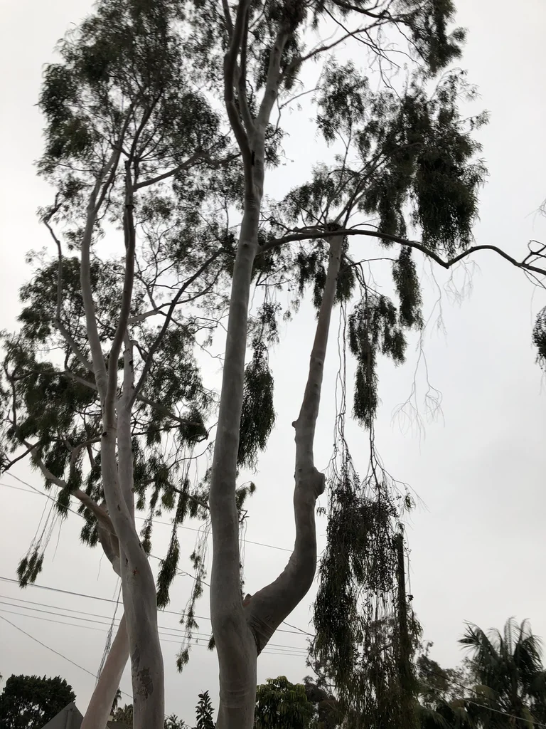 Eucalyptus Citriodora