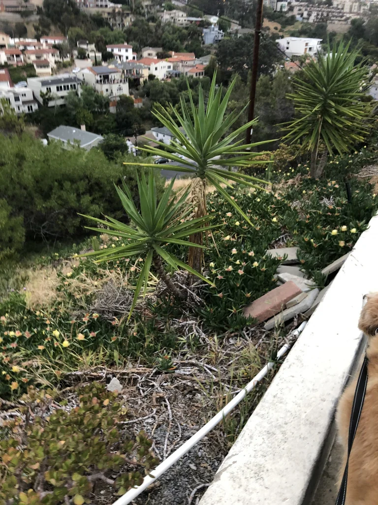 Yucca Elephantipes