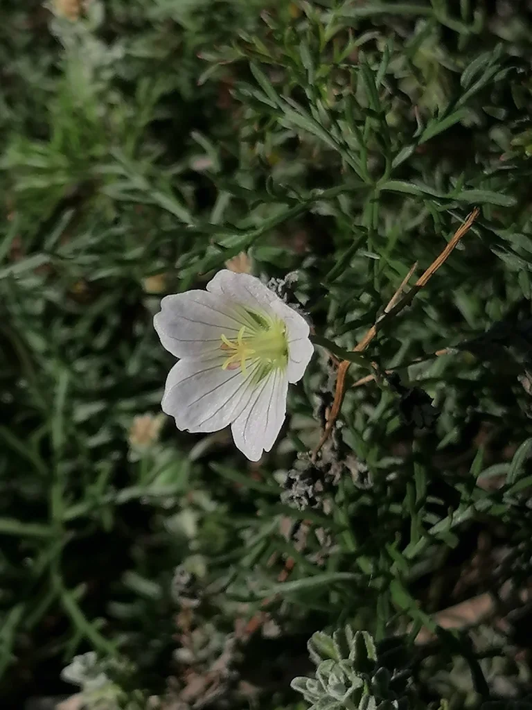 Geranium Incanum