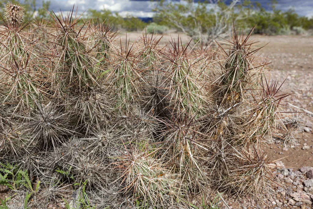 Grusonia Kunzei