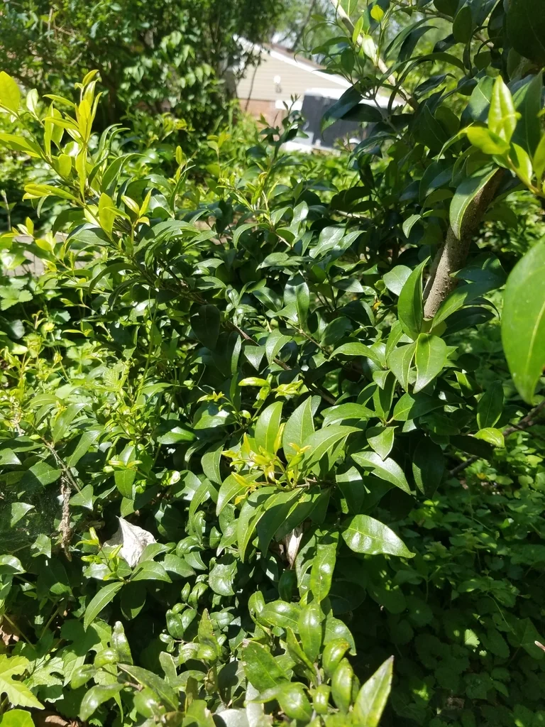Ligustrum Japonicum