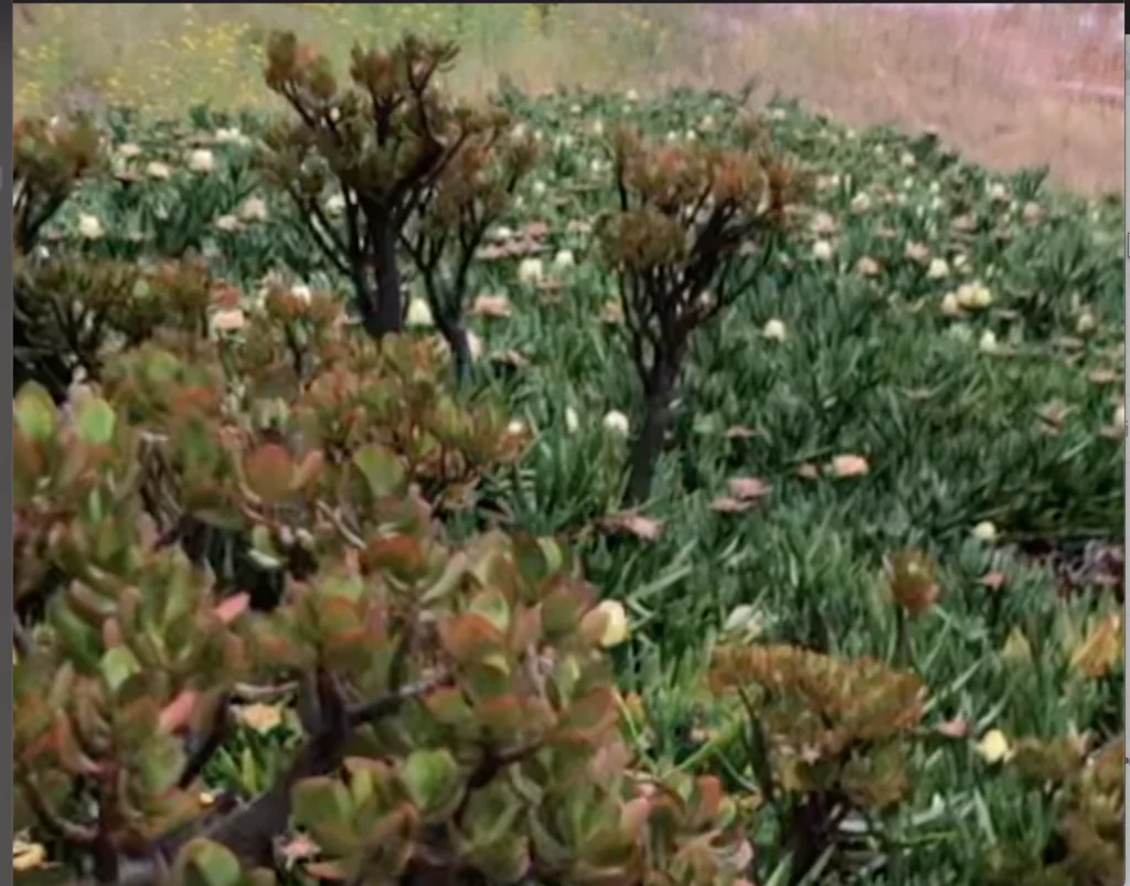 Crassula Ovata