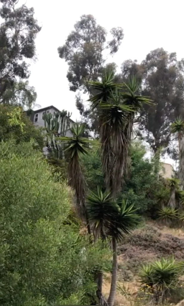 Yucca Elephantipes