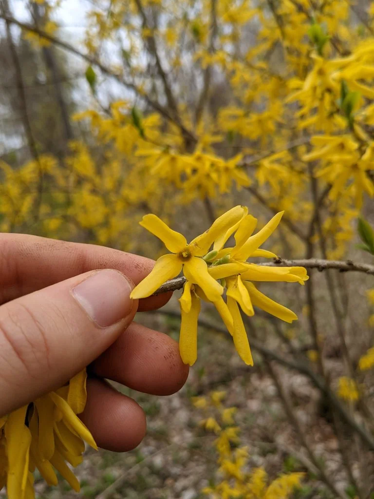 Forsythia x intermedia