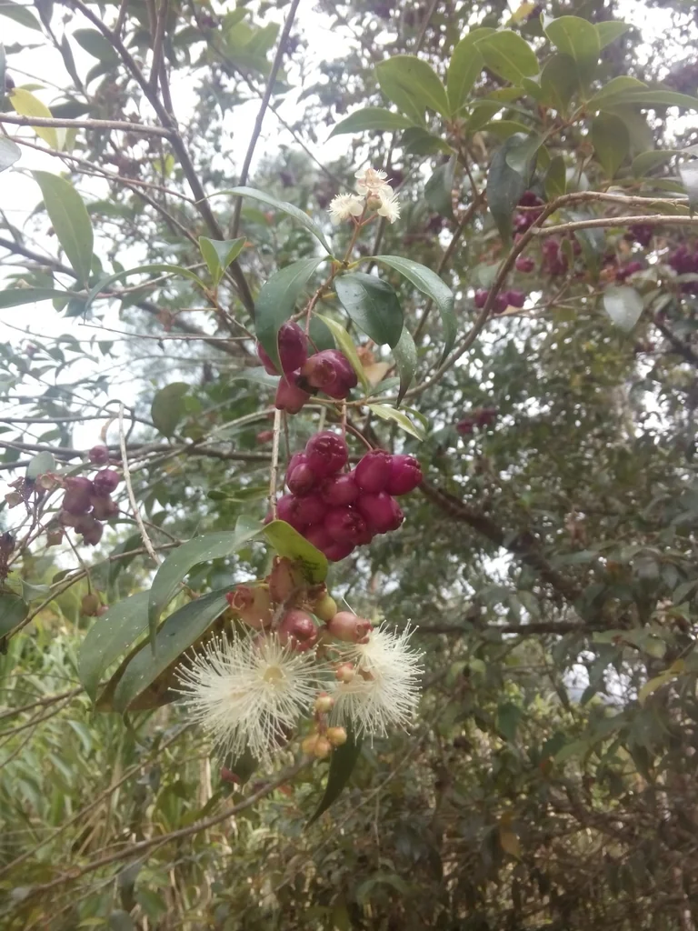 Syzygium Paniculatum