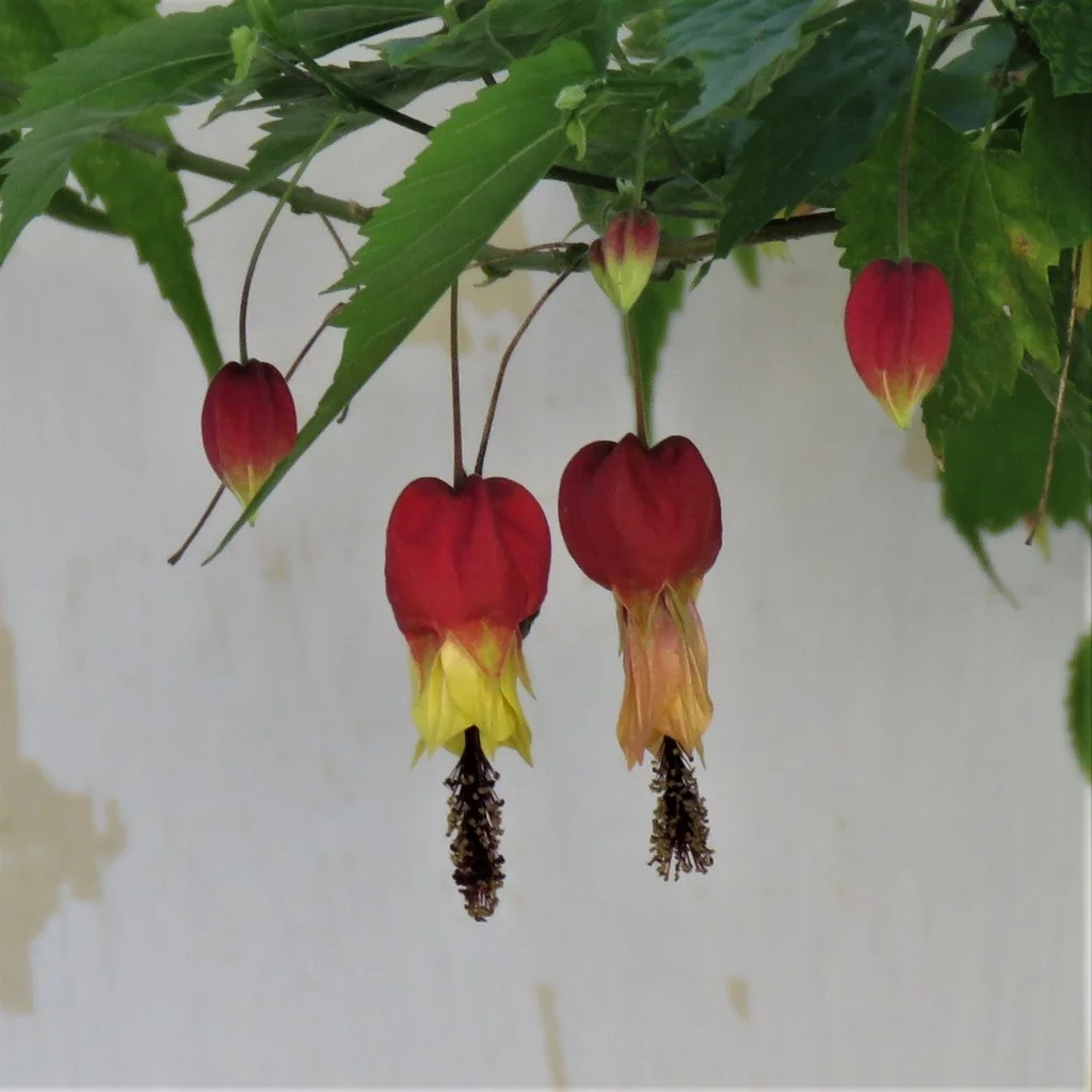 Abutilon Megapotamicum