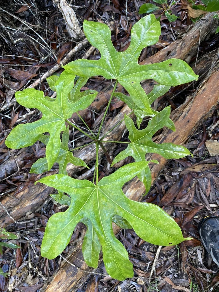 Brachychiton Acerifolius