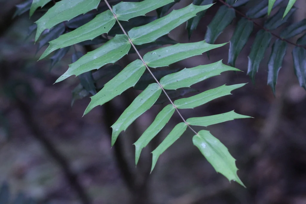 Mahonia Lomariifolia
