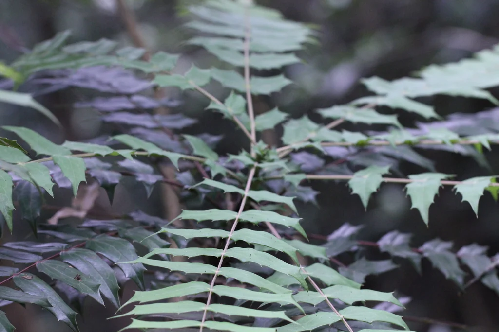 Mahonia Lomariifolia