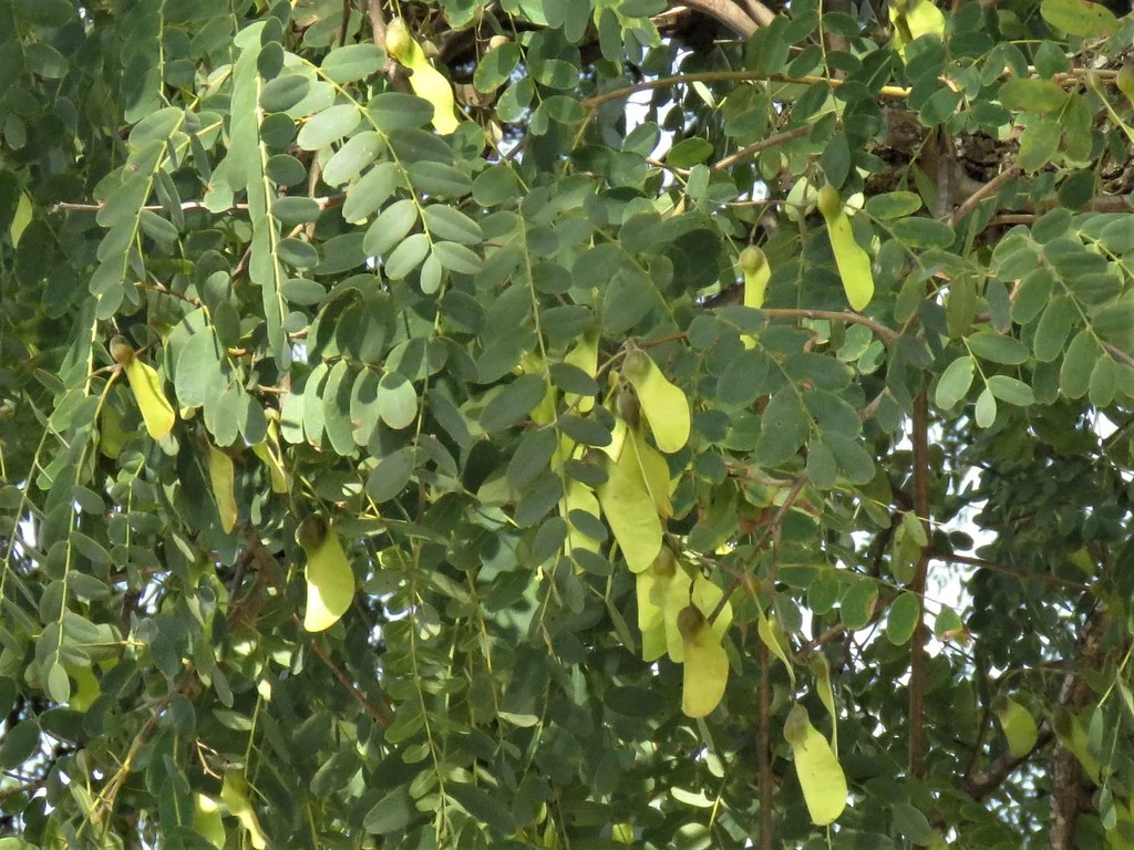 Tipuana Tipu