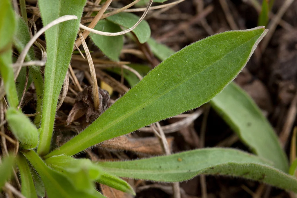 Erigeron Formosissimus