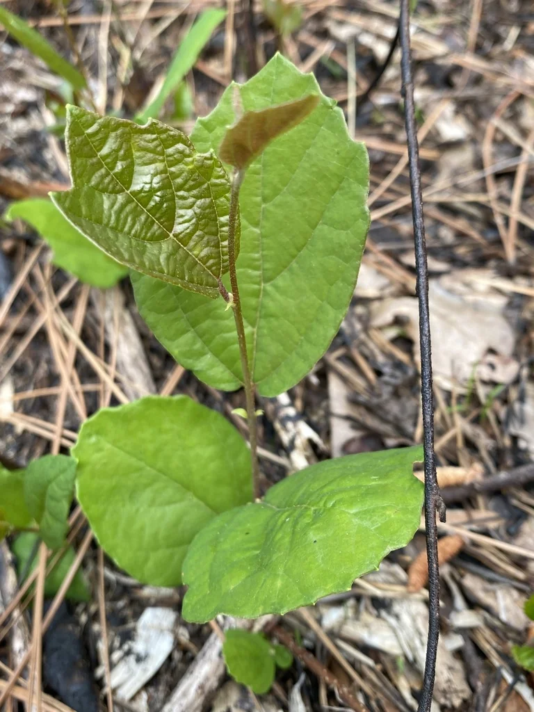 Fothergilla Gardenii