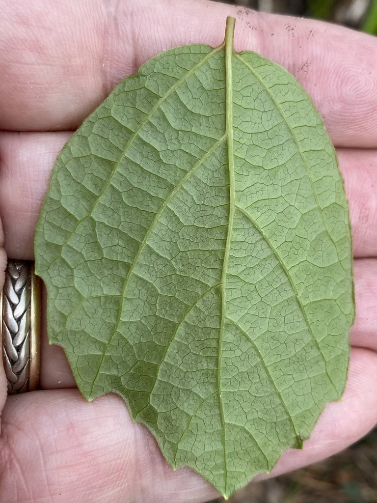Fothergilla Gardenii