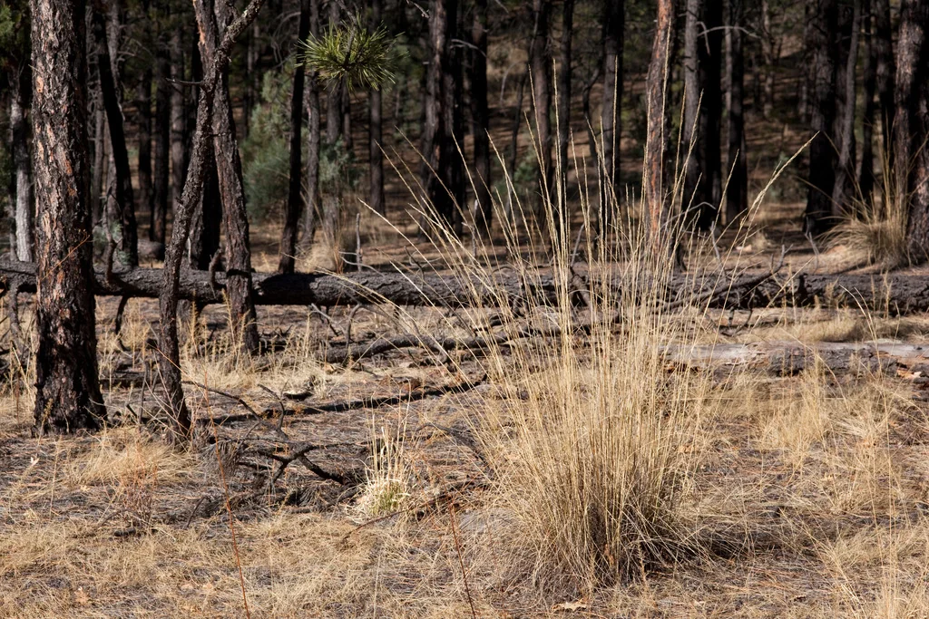 Muhlenbergia Dubia