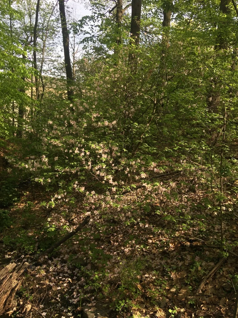 Rhododendron Schlippenbachii
