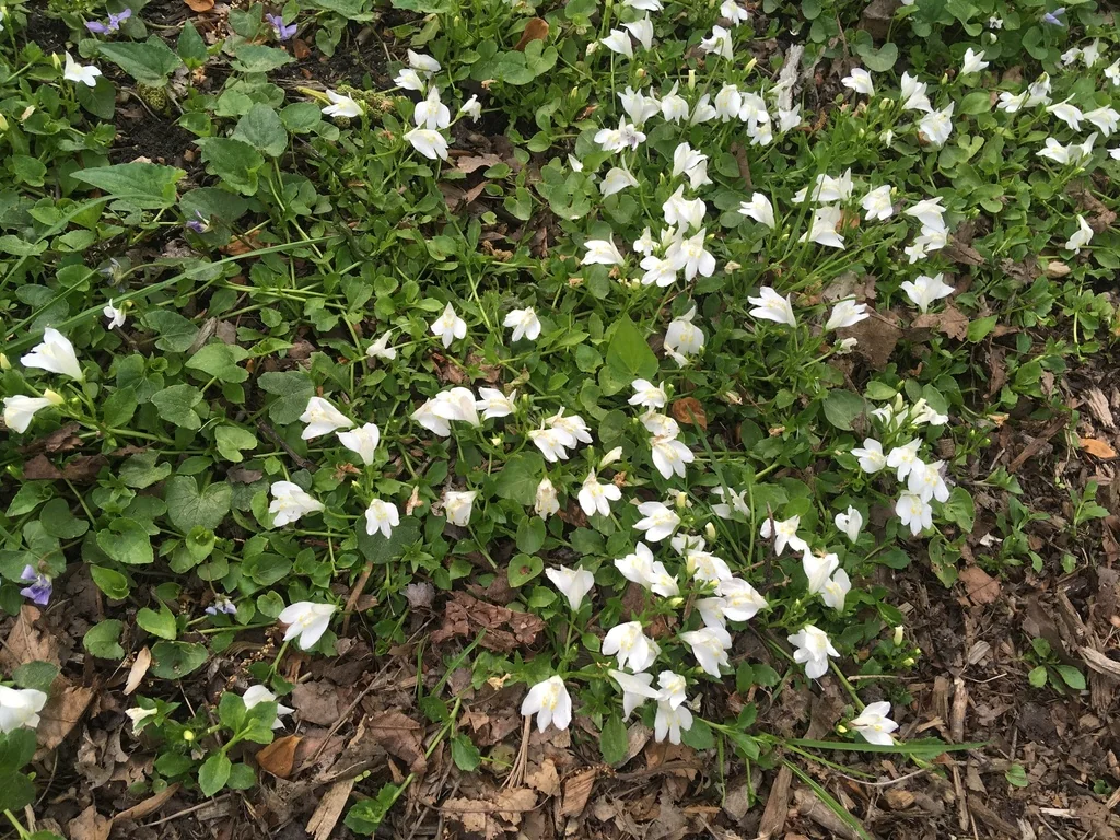 Mazus Reptans
