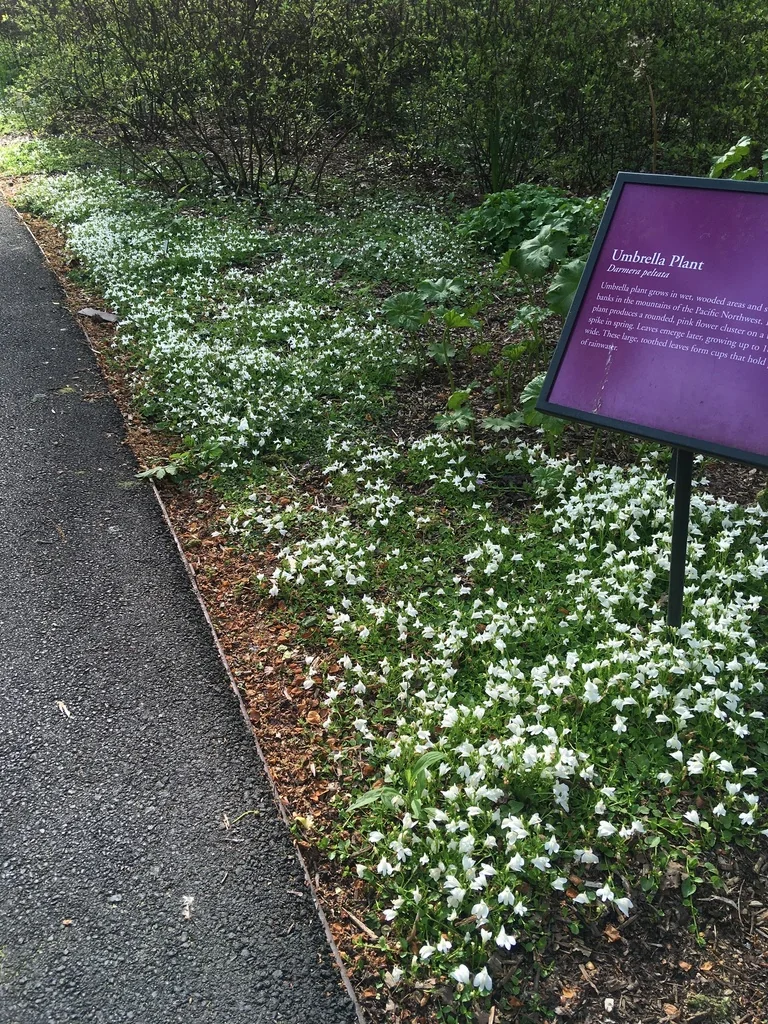 Mazus Reptans