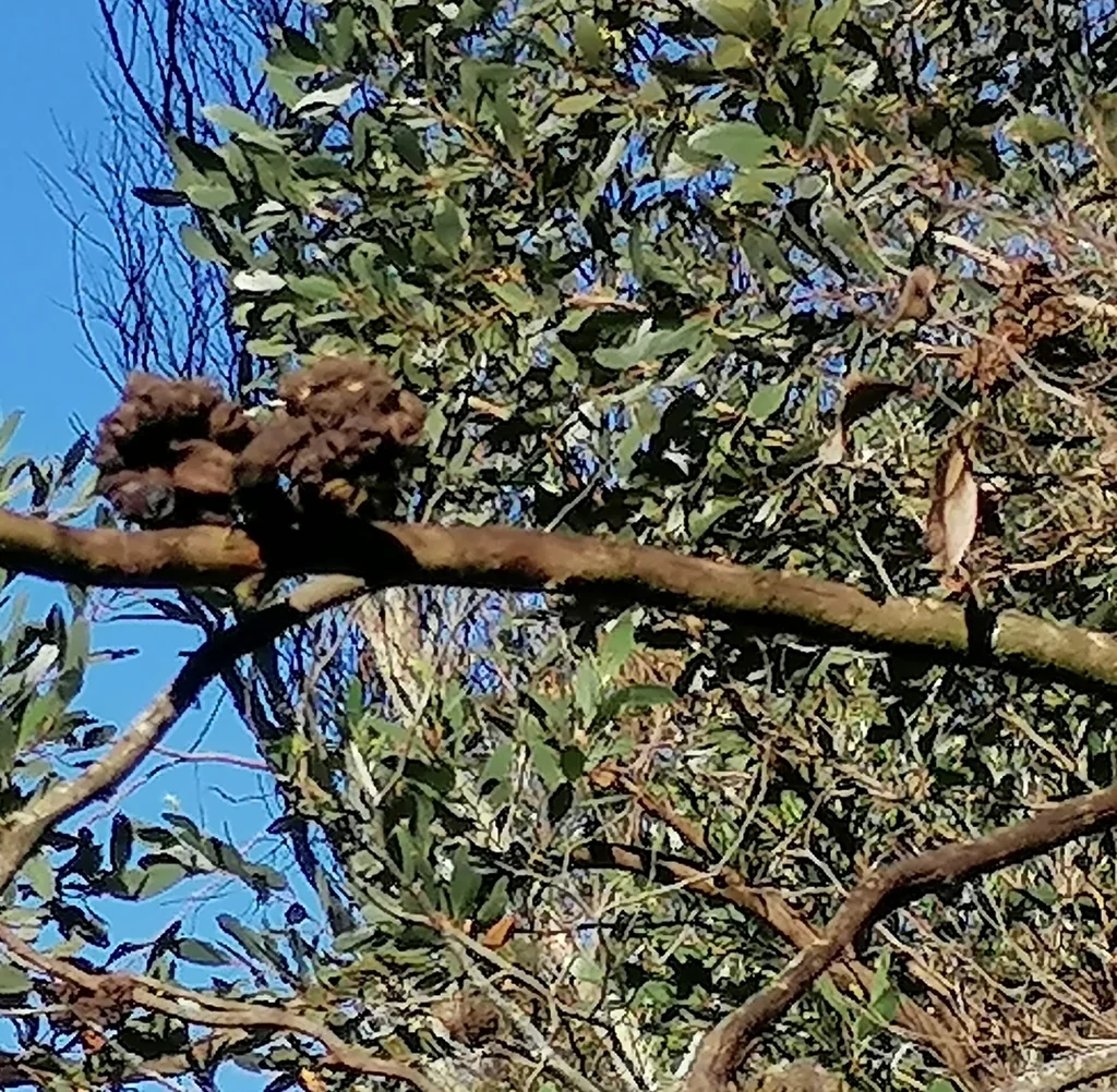Eucalyptus Conferruminata