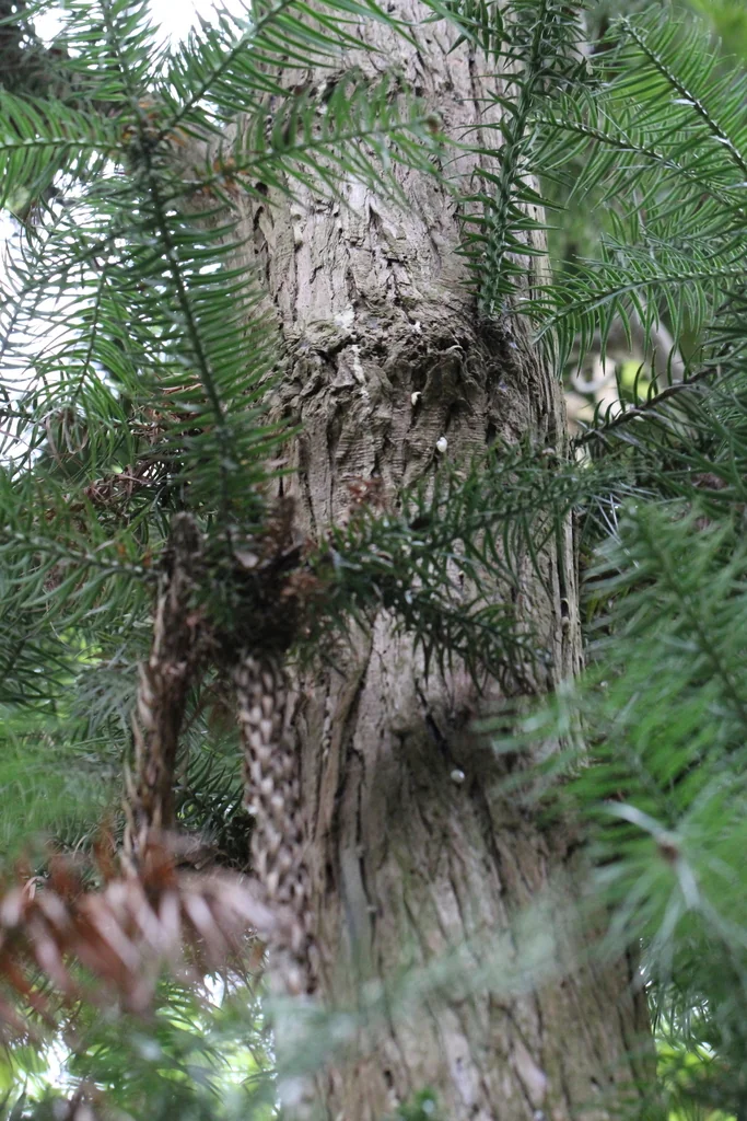 Cunninghamia Lanceolata