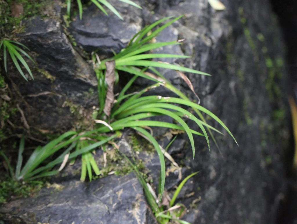 Acorus gramineus