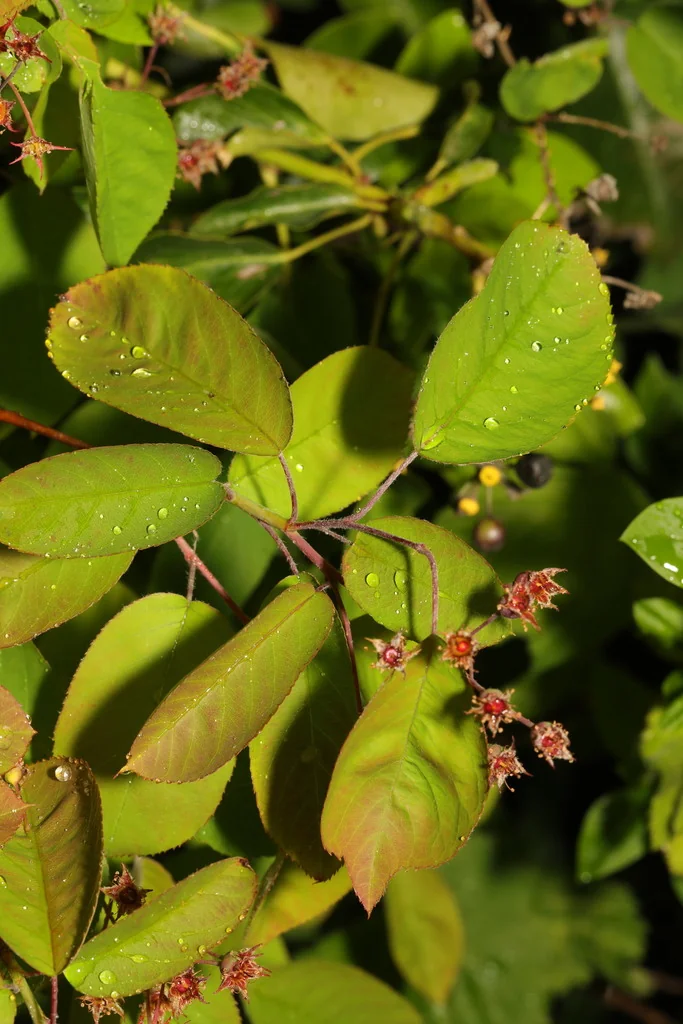 Amelanchier Lamarckii