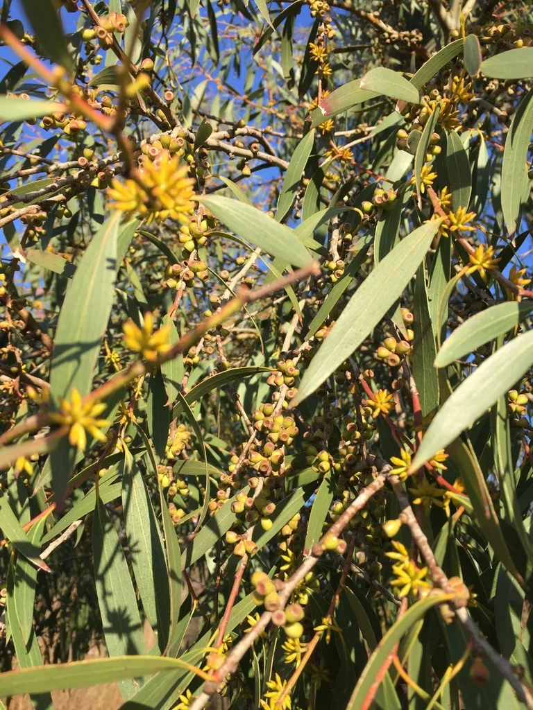 Eucalyptus Pauciflora