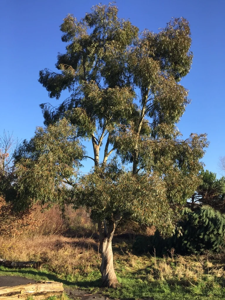 Eucalyptus Pauciflora