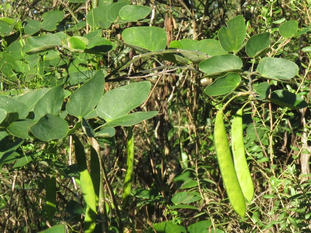 Bauhinia forficata