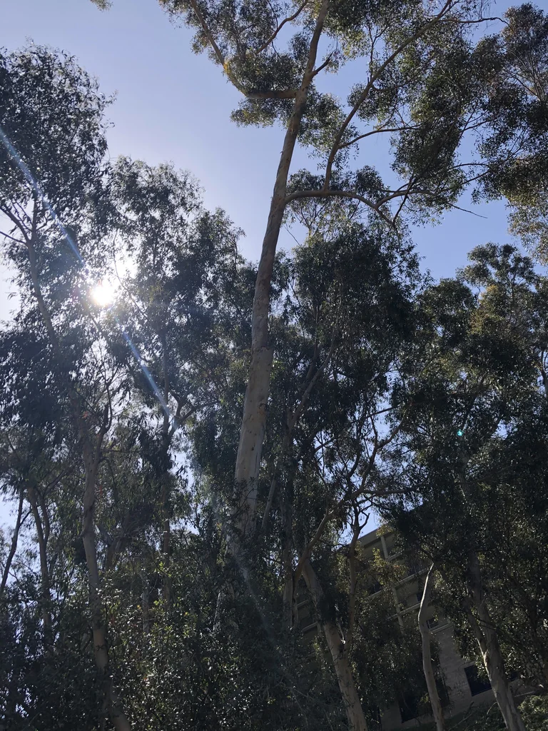 Eucalyptus Cladocalyx