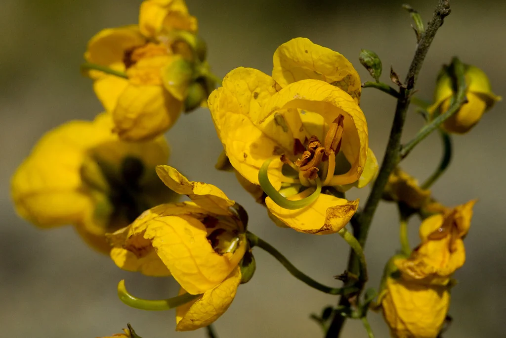 Senna Wislizenii