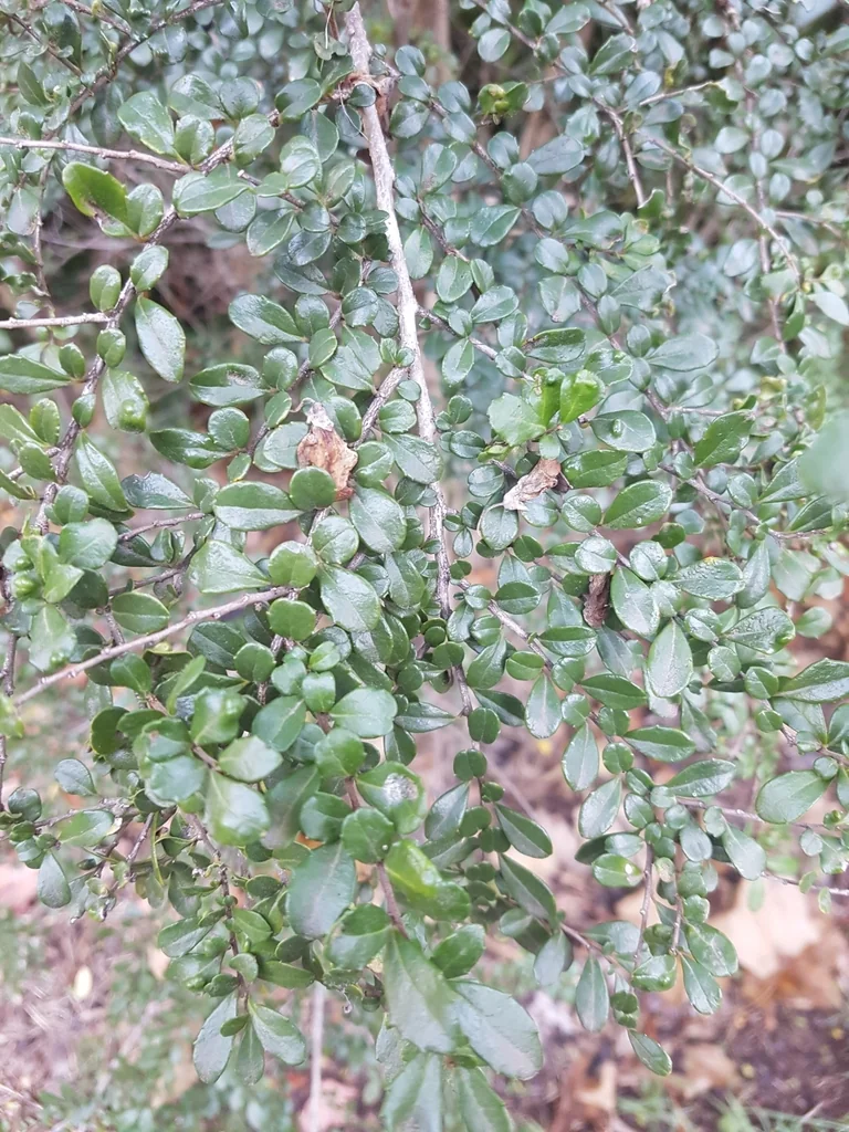 Azara Microphylla