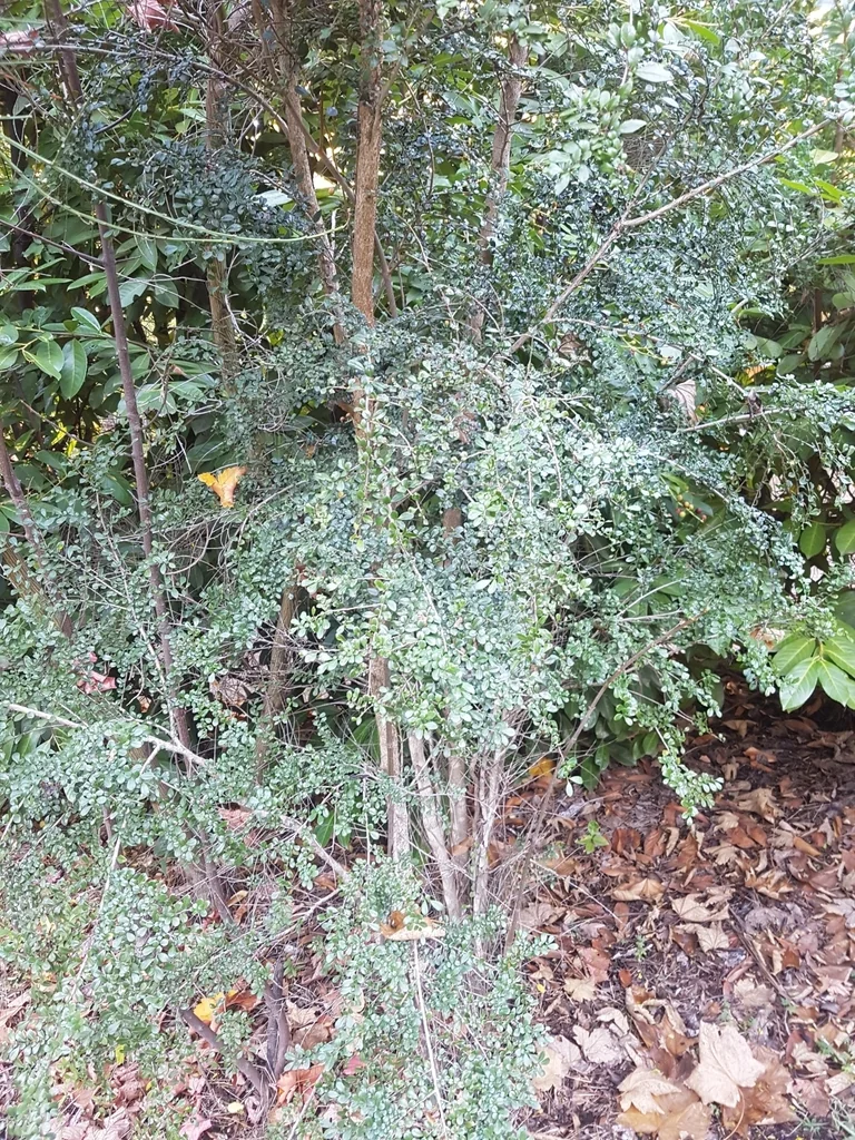 Azara Microphylla
