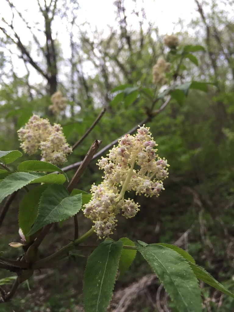 Sambucus Pubens