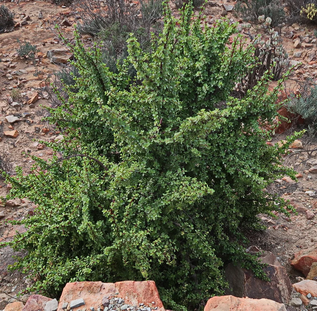 Portulacaria Afra
