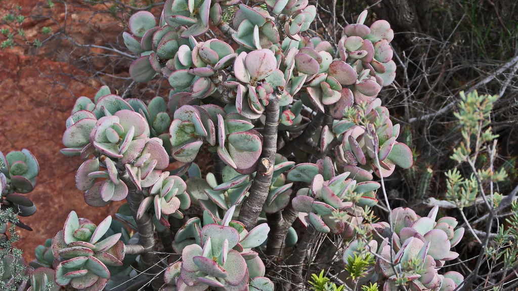 Crassula Arborescens
