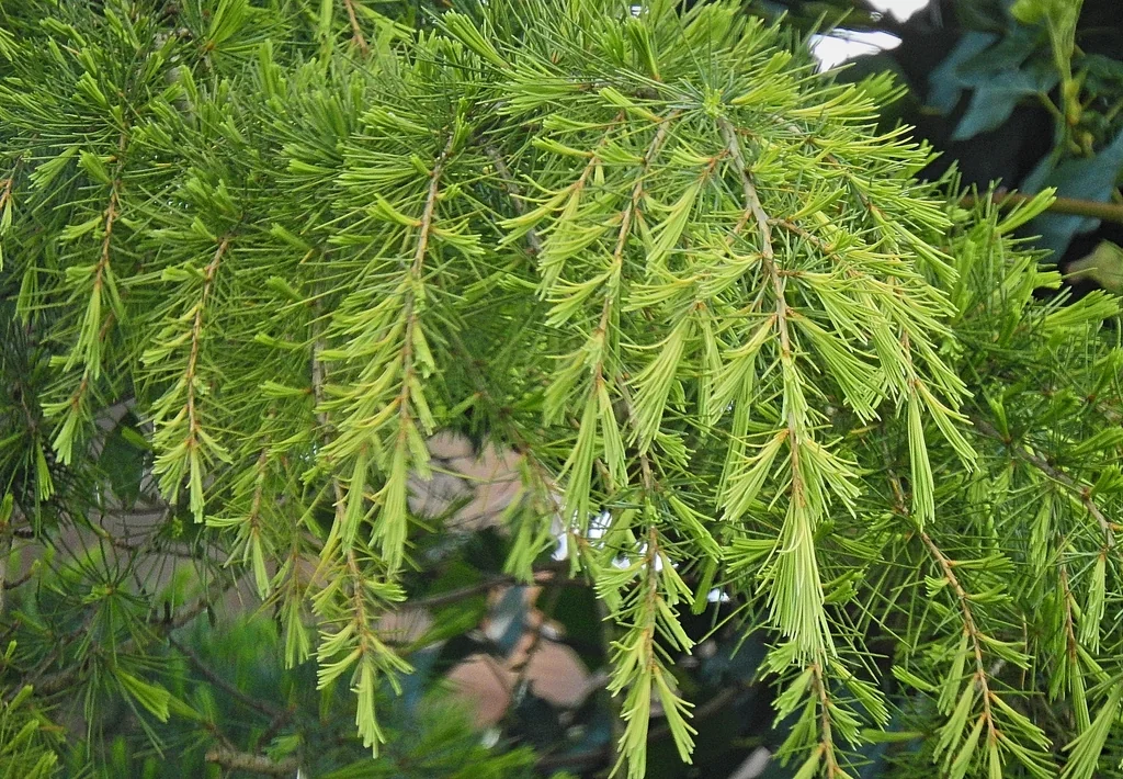 Cedrus Deodara