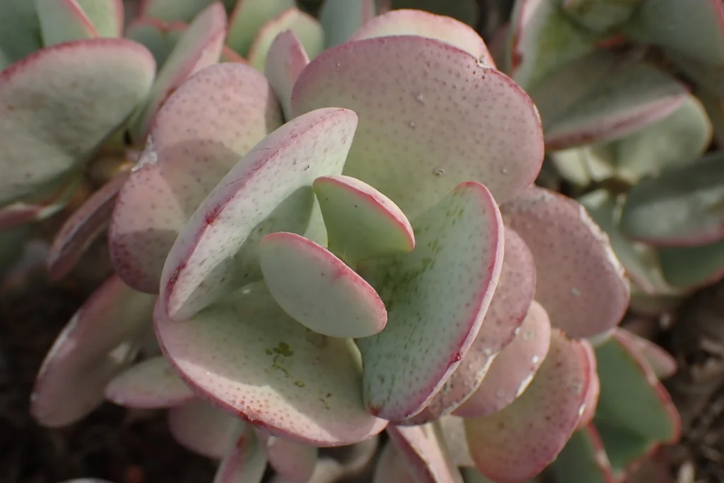 Crassula Arborescens