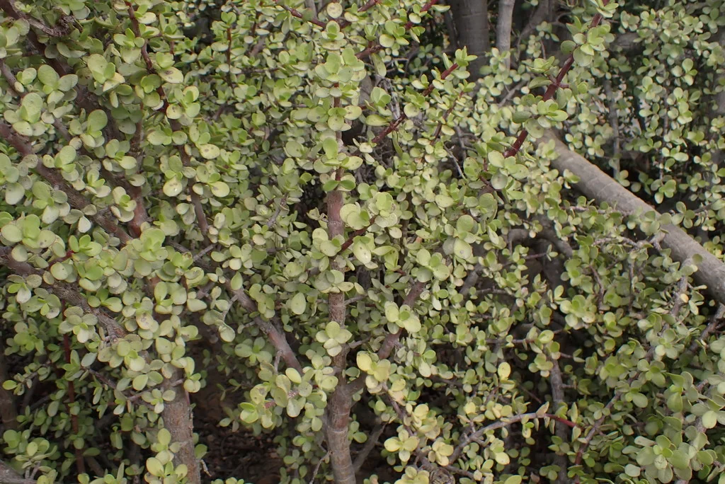 Portulacaria Afra