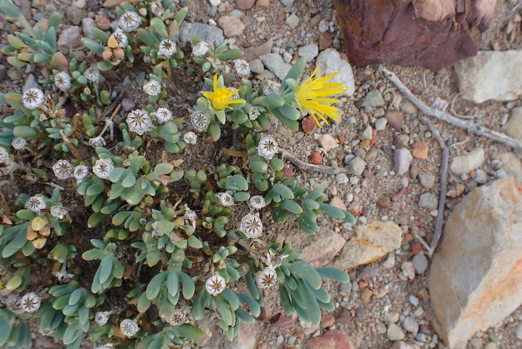 Malephora Lutea