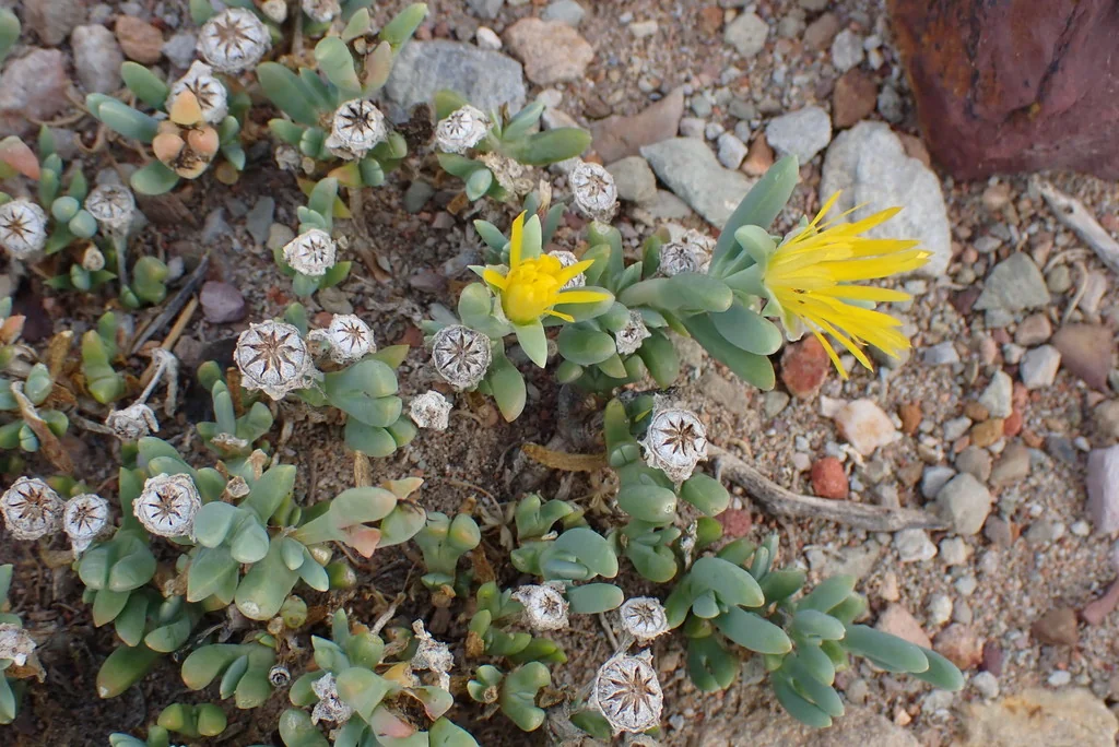 Malephora Lutea