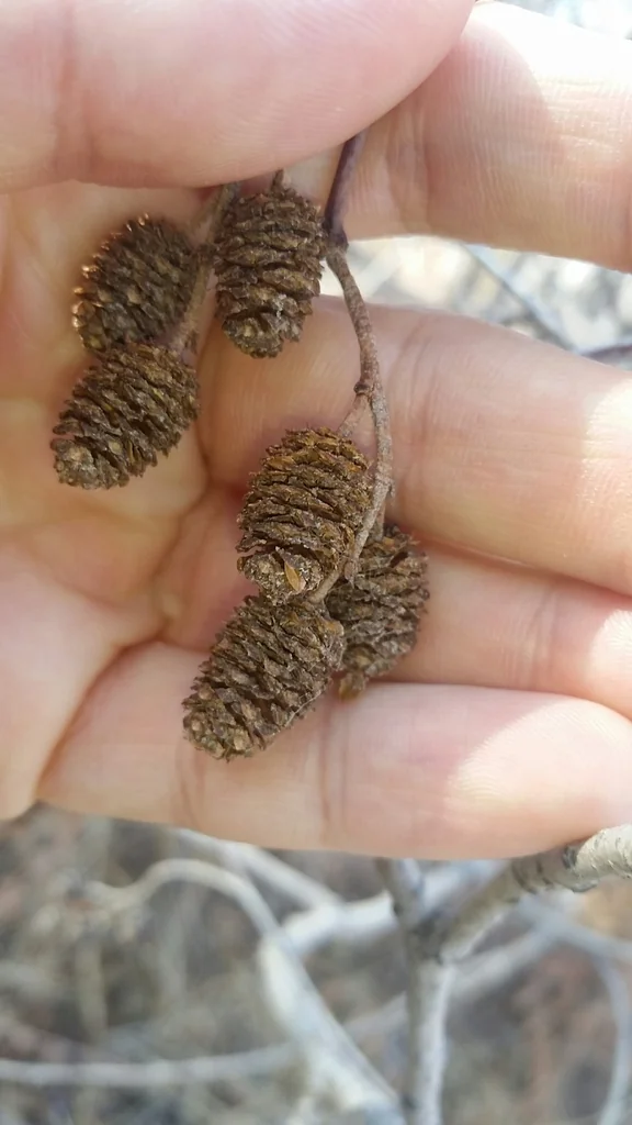 Alnus Incana Ssp. Tenuifolia