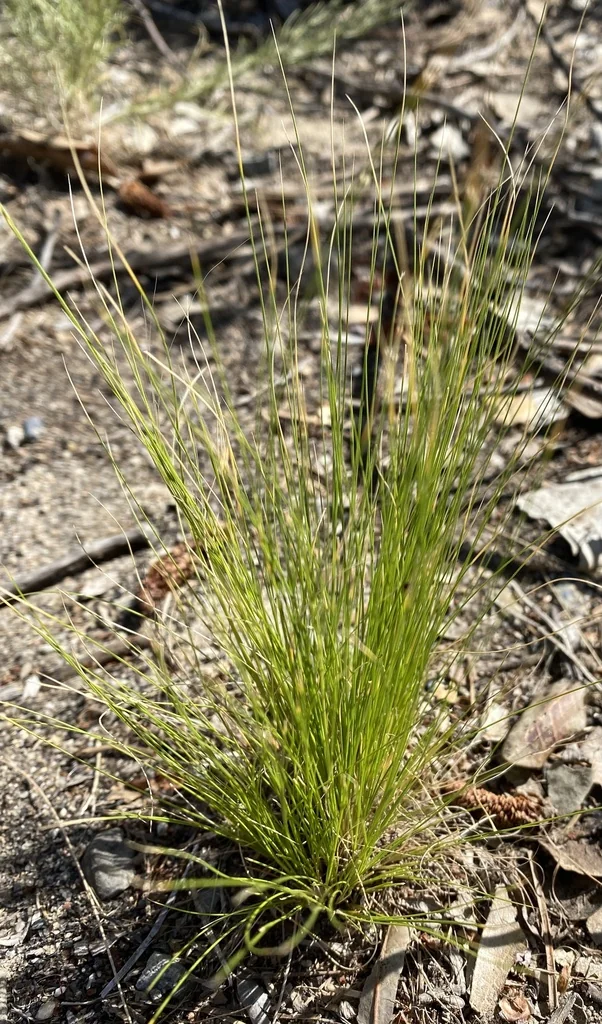Nassella Tenuissima