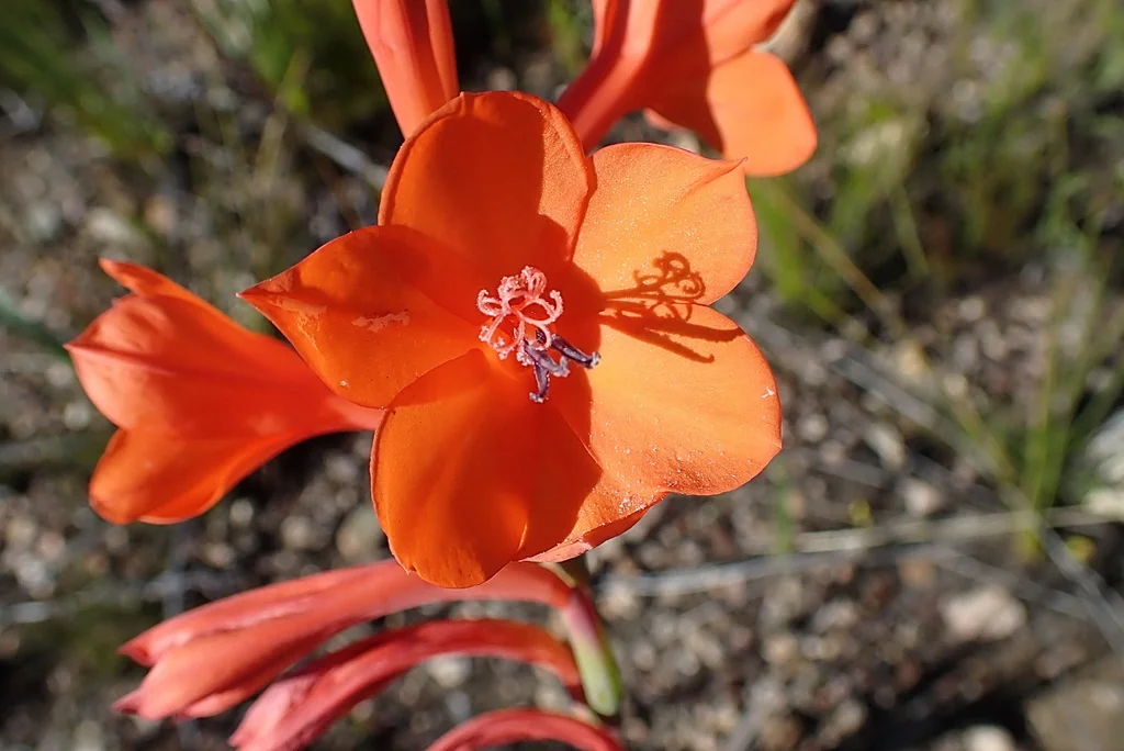 Watsonia Pillansii