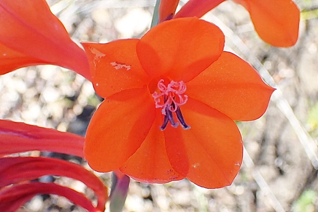 Watsonia Pillansii