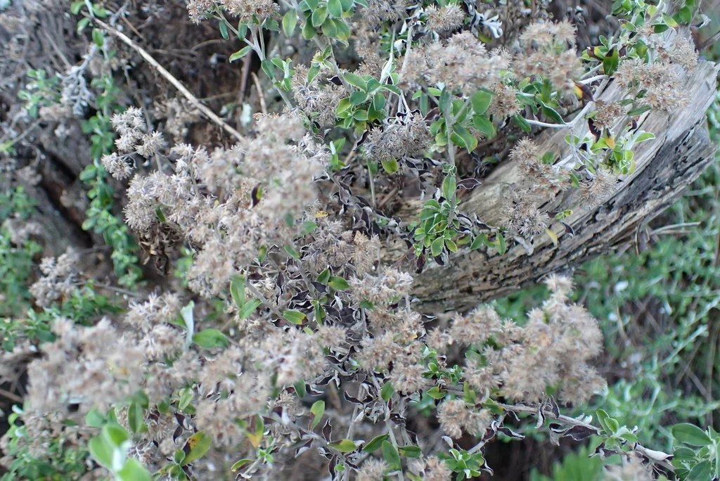 Plecostachys Serpyllifolia