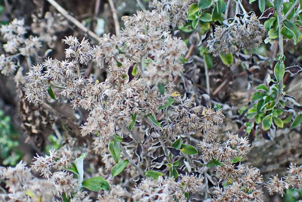 Plecostachys Serpyllifolia