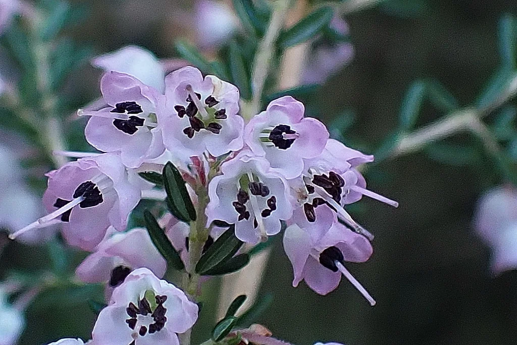 Erica Canaliculata