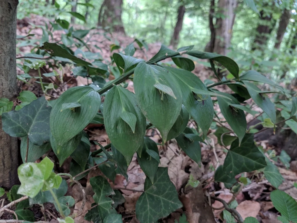 Ruscus Hypoglossum