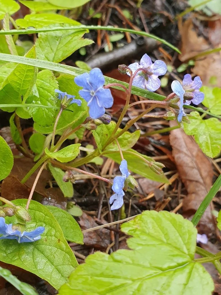 Omphalodes Verna